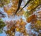 Autumn forest treetops background