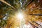 Autumn forest, trunks and yellowed crown in sun rays