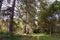 Autumn forest, turn of the forest path, desert road in autumn park