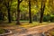 Autumn forest with two paths