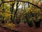 Autumn Forest in the UK England with spooky trees