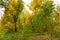 Autumn forest in Uman, Ukraine, Sofievka park