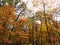 Autumn in the Forest: Various species of trees with brilliant fall leaves in various colors of red, orange, yellow, brow and green