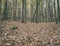 Autumn forest vintage image, natural background