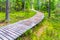 Autumn forest walk. Touristic wooden plank path