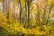 Autumn Forest Western NC Fall Foliage Trees Scenic Nature Photography