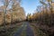 Autumn forest with wide forest path