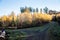 Autumn forest with wide forest path