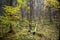 Autumn forest, wild dense pine forest shrubs moss atmospheric fairy forest, Ligtane, Latvia