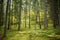Autumn forest, wild dense pine forest shrubs moss atmospheric fairy forest, Ligtane, Latvia