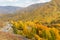 Autumn forest in xinjiang kanas