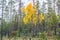 autumn forest and yellow birch