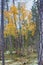 autumn forest and yellow birch