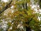 Autumn forest - yellow leaves against the sky.