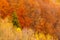 Autumn forests trees textures with amazing shades and fall colors great for backgrounds