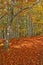 Autumn forrest with golden leaves blanket