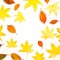Autumn frame with fall leaves on white background. Flat lay, top view. Autumnal concept