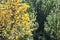 Autumn frost on the grass and trees