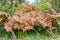 Autumn frosts painted brown ferns on a background of green grass