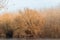 Autumn frozen lake with trees