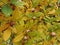 Autumn fruit of the Common medlar Mespilus germanica