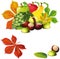 Autumn fruit and leaves - vector illustration