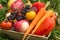 Autumn fruit and vegetables in basket. Harvest in garden