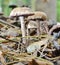 Autumn Fruiting Fungi