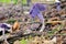 Autumn Fruiting Fungi