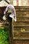 Autumn fruits on a vintage old wooden staircase. Autumn mood, warm clothes. Life style.