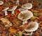 Autumn Fungi amongst fallen leaves