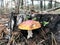 Autumn fungi grow on a clearing in the forest.