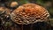 Autumn fungus growth on poisonous toadstool cap generated by AI