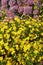 Autumn garden. Bright yellow flowers of chrysanthemum and wilted flowers of hydrangea