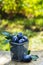 Autumn in the garden. Harvest. Juicy plums in the basket.