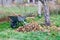 In the autumn garden there is a garden wheelbarrow with collected fallen yellow leaves and dry grass and a metal rake