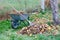 In the autumn garden, there is a garden wheelbarrow with collected fallen yellow leaves and dry grass and a metal rake, close-up