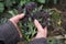 Autumn gardening - woman`s hands holding purple sprouting broccoli in garden