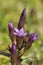 Autumn Gentian