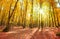 Autumn German forest with sun beam.