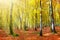 Autumn German forest with sun beam.