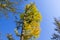 Autumn Gingko Biloba tree, autumn yellow ginkgo leaves