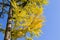 Autumn Gingko Biloba tree, autumn yellow ginkgo leaves