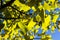 Autumn Gingko Biloba tree leaves, autumn yellow ginkgo leaves and blue sky