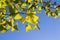 Autumn Gingko Biloba tree leaves, autumn yellow ginkgo leaves and blue sky