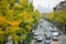 Autumn Ginkgo tree corridor in Japan