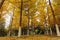 Autumn Ginkgo Trees in the Suburbs