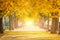 autumn ginkgo trees tunnel in the morning with yellow leaves besides Gokkyocheon Creek near Asan-si, Korea