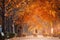 autumn ginkgo trees tunnel in the morning with yellow leaves besides Gokkyocheon Creek near Asan-si, Korea