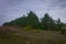 Autumn glade in front of a pine forest in a gloomy day.